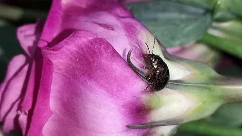Rainbow beetle on a pink rose Stock Footage 118715183