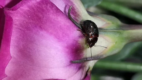 Rainbow beetle on a pink rose Stock Footage 118715203