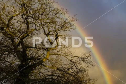 Rainbow behind a bare oak tree in winter Stock Photos