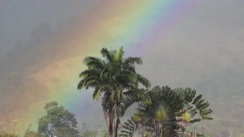 Rainbow Behind Trees 12-03-2019 스톡 동영상 135276065