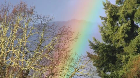 Rainbow behind trees and branches Video stock 263779293