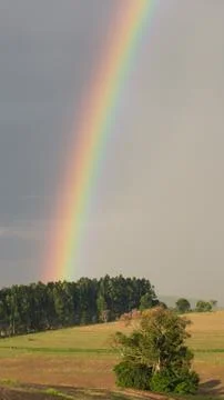 Rainbow behind trees Stock Photos