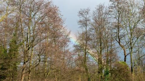 Rainbow behind trees Foto stock