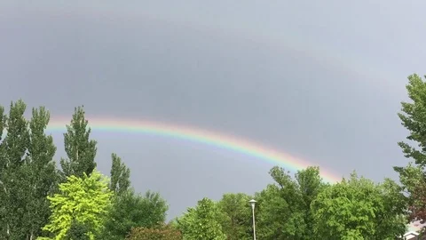 Rainbow with Blackbird Flying Through  Stockbeeldmateriaal 77143567