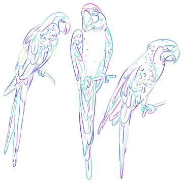 Rainbow blue macaw set sketch isolated on white background. Vector Illustrazione stock