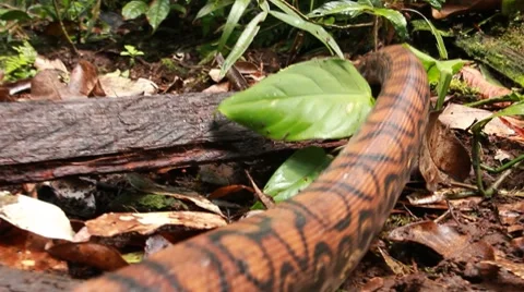 Rainbow boa (Epicrates cenchria) Stock Footage 7908607
