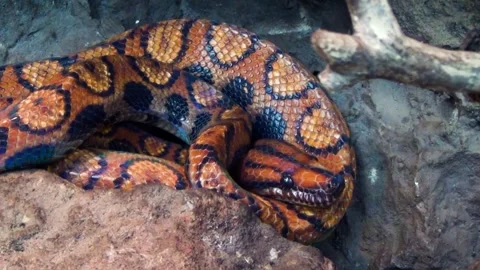 Rainbow boa (Epicrates cenchria) Stock Footage 283005347