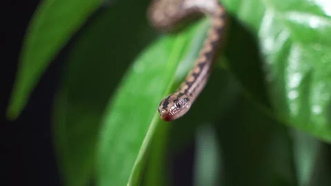 Rainbow Boa isolated on black background. Epicrates cenchria cenchria Video stock 148463620