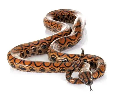 Rainbow boa in studio Foto stock