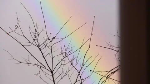Rainbow with Branches Slowly Moving in Foreground Stock Footage 231363237