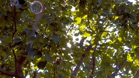 Rainbow bubbles from the bubble blower Stock Footage 78499416