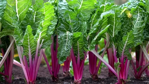 Rainbow chard vegetable patch slow motion Video stock 161630857