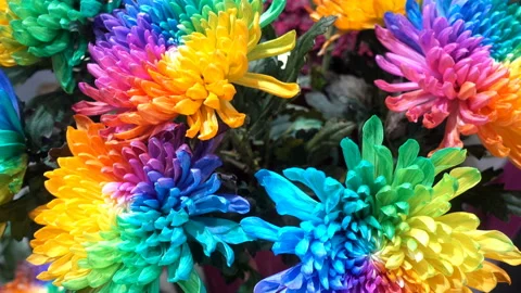 Rainbow chrysanthemums in 4K. Stock Footage 129824716