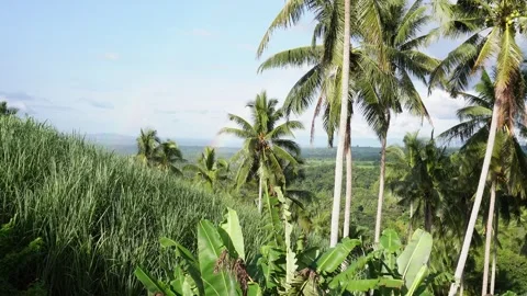Rainbow with coconut palm trees Stock Footage 320097966