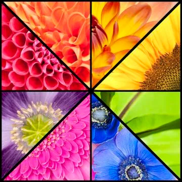 Rainbow collage of flowers in square frame Stock Photos