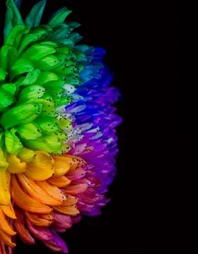 Rainbow Colored Dahlia. Low Key studio shot of a bright flower. Good for scre Stock Photos