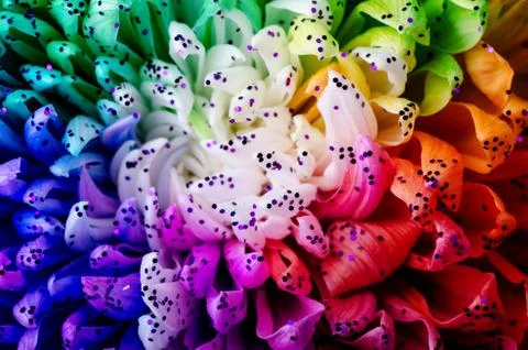 Rainbow Colored Dahlia. Low Key studio shot of a bright flower. Good for scre Stock Photos