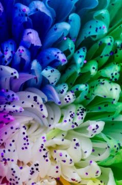 Rainbow Colored Dahlia. Low Key studio shot of a bright flower. Good for scre Stock Photos
