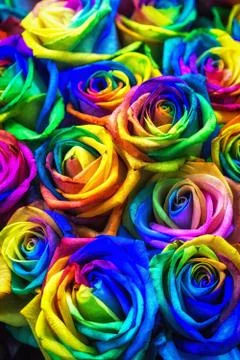 Rainbow colored roses Stock Photos