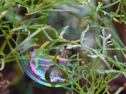 Rainbow colors on a soap bubble between stems of flowers in the garden Stock Photos