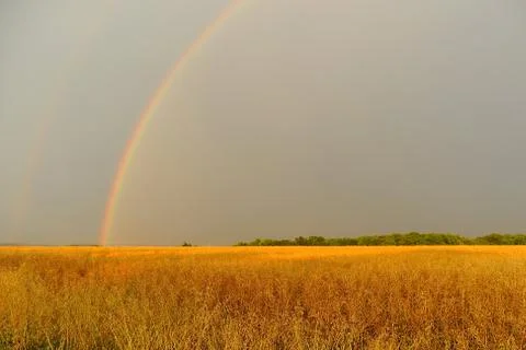 Rainbow in corn field Stock Photos