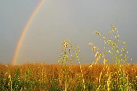 Rainbow in corn field Stock Photos