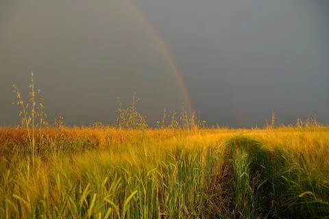 Rainbow in corn field 库存照片