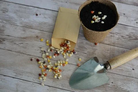 Rainbow corn or colored corn planted in recycled paper seedbed. all ready t.. Stock Photos