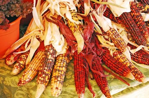 Rainbow corn Stock Photos