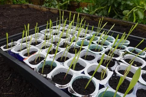 Rainbow corn seedlings planted in containers ready for transplanting to the.. Stock Photos
