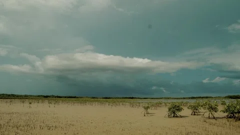 Rainbow crossing a cloudy blue sky behind a leafless baobab tree — serene atmosp Stock Footage 309913808