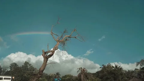 Rainbow crossing a cloudy blue sky behind a leafless baobab tree — serene atmosp Stock Footage 309913841