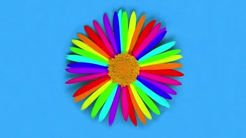 Rainbow daisy flower with multi colored petals on blue. Extrem close-up. Stock Footage 241021157