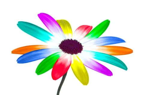 Rainbow daisy Stock Photos