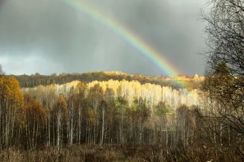 Rainbow on the dark sky background and illuminated the forest Stock Photos