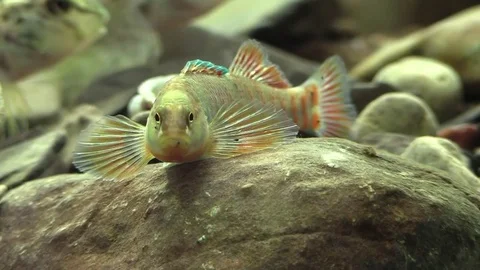 Rainbow darter closeup joined by a larger fish Stock Footage 74659062