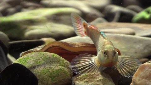 Rainbow darter closeup looks toward camera Stock Footage 74659462