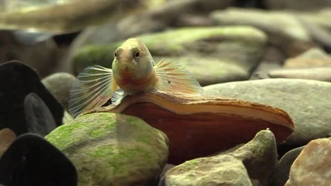 Rainbow darter closeup looks toward camera swims away Video stock 74660102