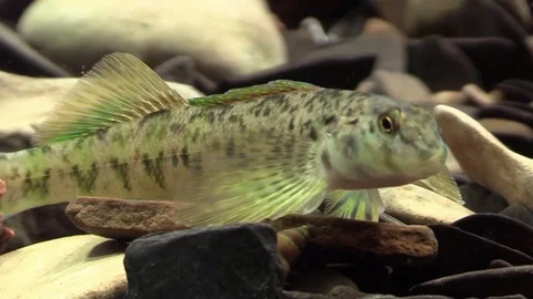 Rainbow darter closeup on river bed turns swims away Stock Footage 74083758