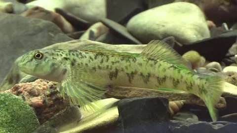 Rainbow darter closeup on river bed turns swims away Stock Footage 74084485