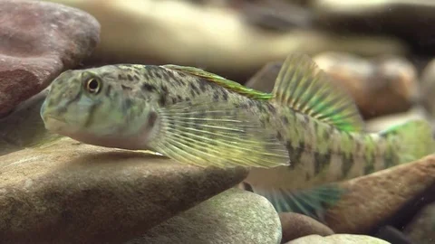 Rainbow darter closeup on river bed Stock Footage 74084992