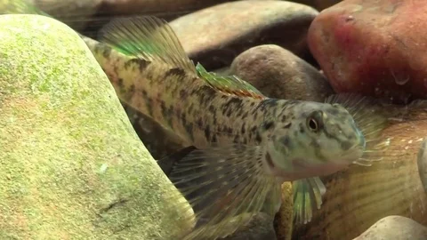 Rainbow darter closeup on river bed sunny day Stock Footage 74085158