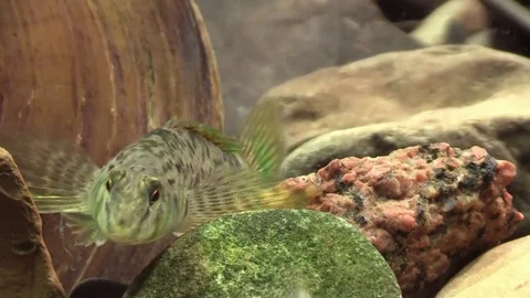 Rainbow darter closeup on river bed clear water sunny day Stock Footage 74085173