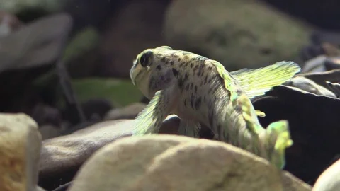 Rainbow darter closeup view from behind Stock Footage 74659580