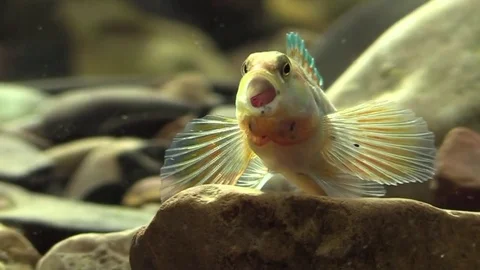 Rainbow darter closeup yawn can see in mouth Stock Footage 74659758