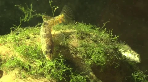 Rainbow darter fish closeup on river bottom in sunlight Stock Footage 66525726
