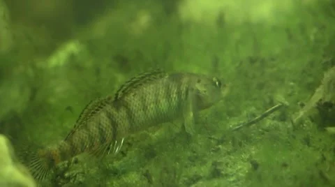 Rainbow darter Video stock 67440697