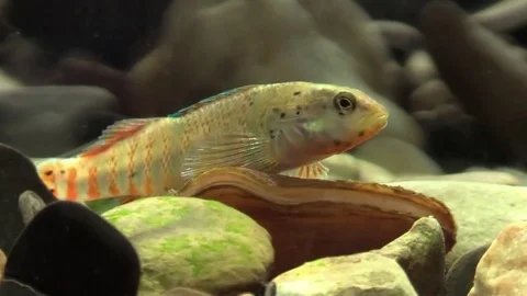 Rainbow darter opens mouth wide Stock Footage 74659147