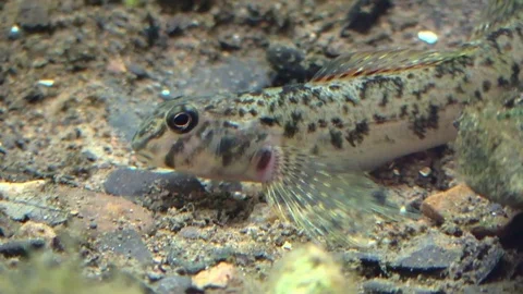 Rainbow darter on river bottom strikes at a worm Video stock 79347795