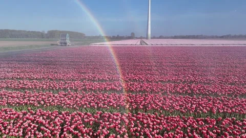 Rainbow drone pass through irrigated tulip fields 스톡 동영상 336383354